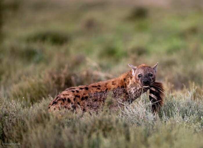 Несу Айболиту