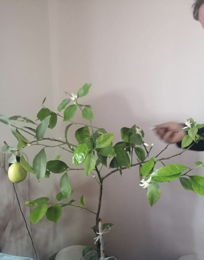 ������� ��������