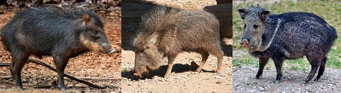 Три вида пекари: белобородый пекари, чакский пекари и ошейниковый пекари