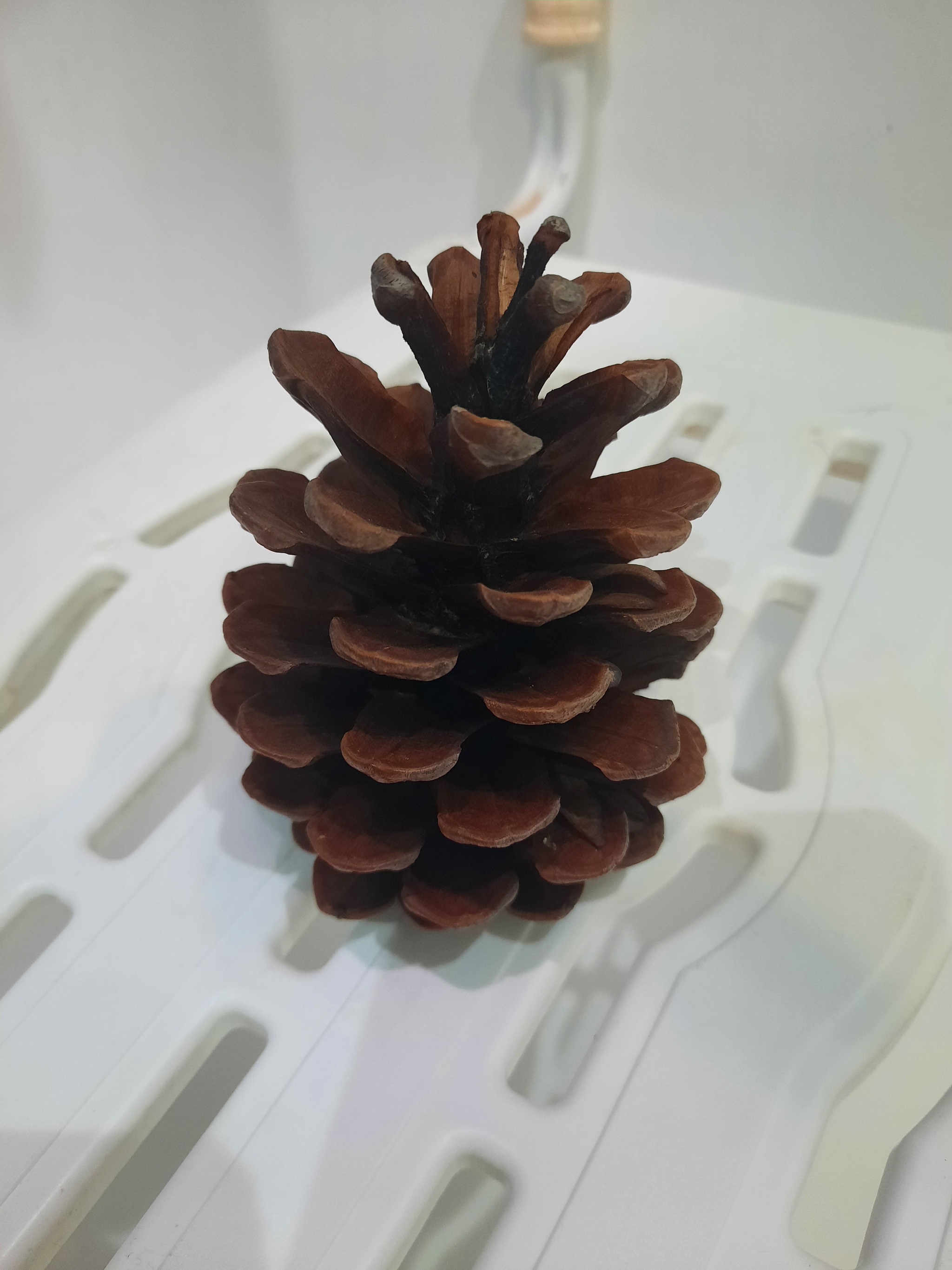 Reply to the post A Simple but Effective Hygrometer - My, Screenshot, Cones, Bathroom, Nauchpop, Informative, Facts, Humidity sensor, Hygrometer, X (Twitter), Experiment, Longpost