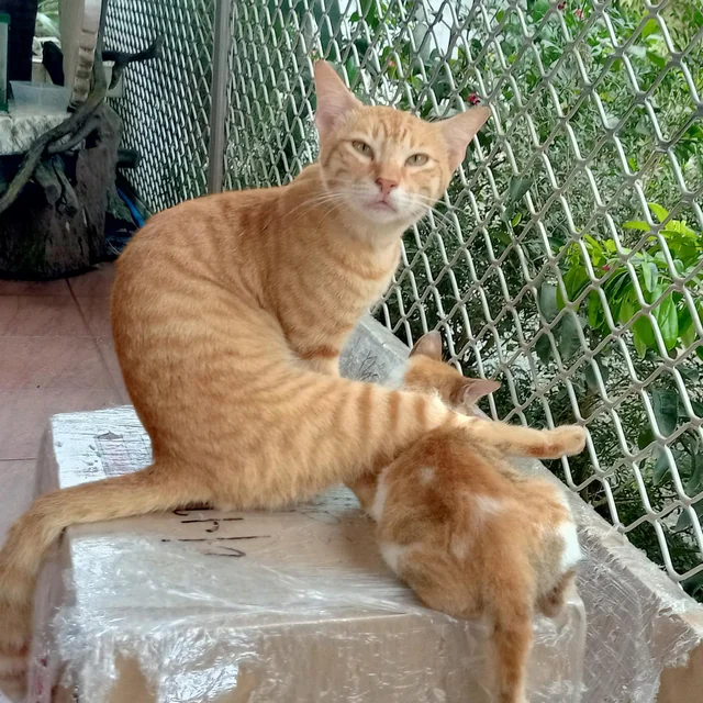 ��������� ��� �����