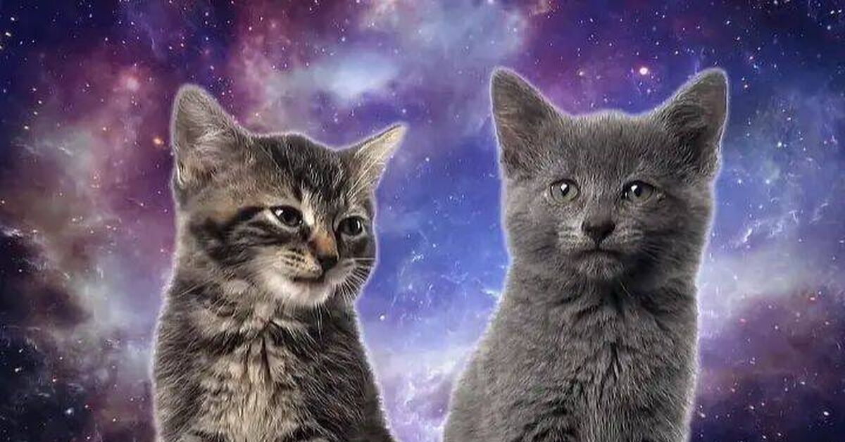 Space Cats — Magic Fly - Rutube, Humor, Animals, Funny animals, Pets, Song, cat, Paws, Purring, Meow, Video