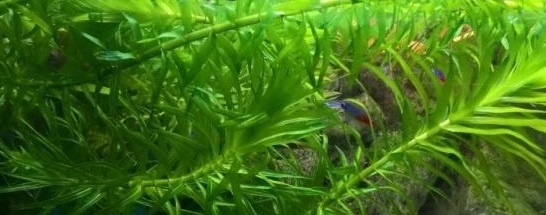 ������. ����, ����������, �����������. ��� ����