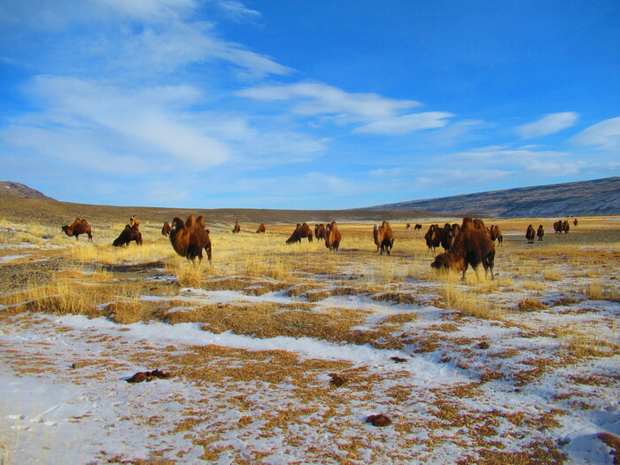 ������� ���������