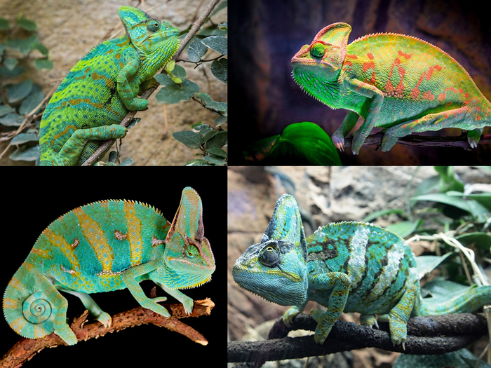 ��������� ��������