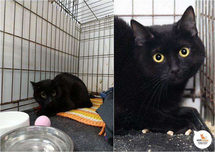 ����� ��������, 3 ����, ��������.