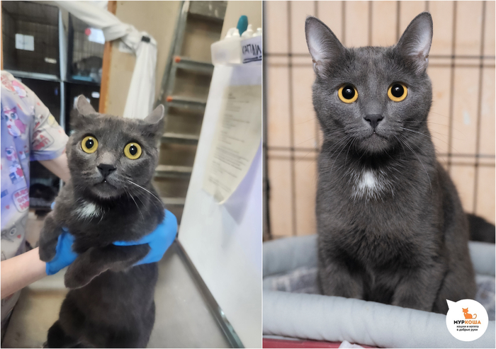 ��� ��������, 2 ����, ��������.