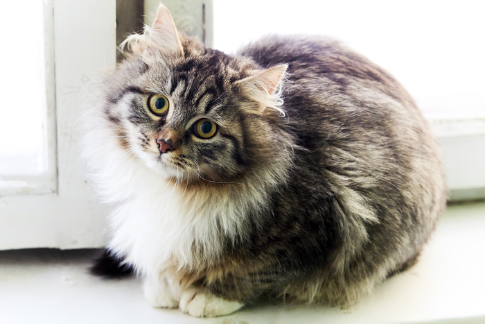 ������� ������� ���� ���