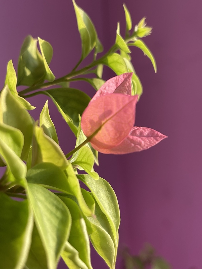 ���� ���������� ���������)