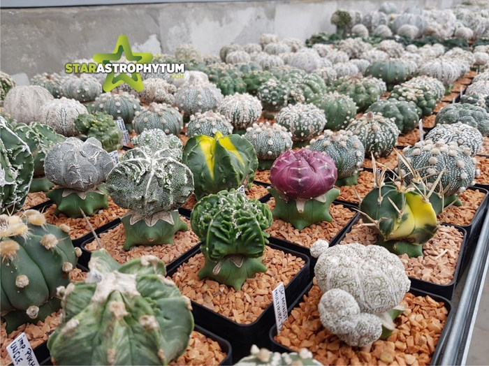 ���� �� ������� �������� ������������� �. �������