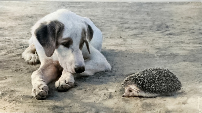 ��������: ������� ����������