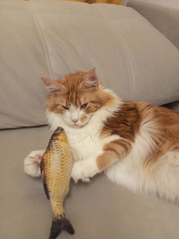 ������� ������. ������������ �������� ������� ��� � ����� � �����������: ����������. ���� ���� ������ - ����� ��� �������� ����� ������))