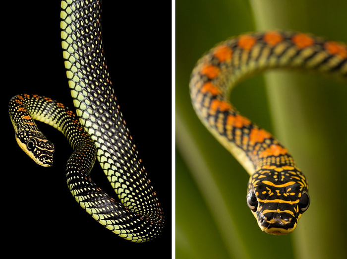 ������� ���������� ����