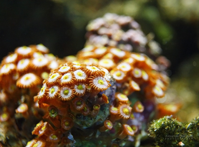 �������� ����� � ��������� �� ������ 10-������ ��������. ���� ����� ��������� ����������� ��������, � � ������ ������� ���� ���� � ����������. �������� ���������� ��������� "�������" ����������.