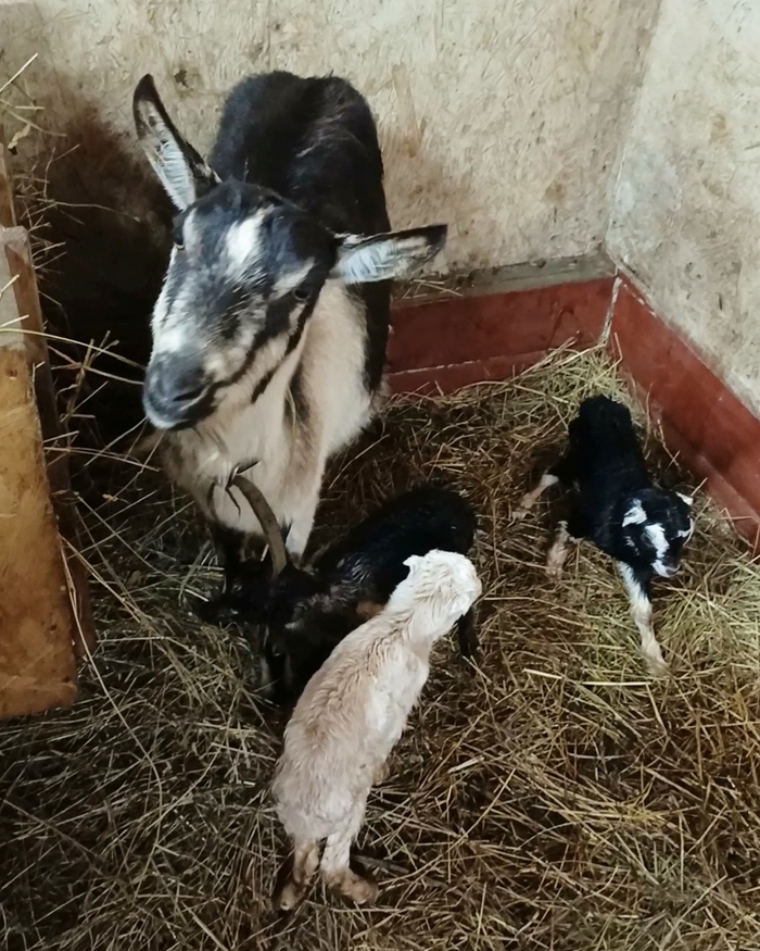 ������ ������, �����������