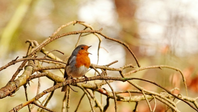 ��������� (�������) ����