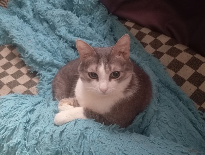 Кошк