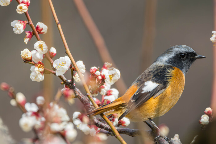 (���� �� �������� ��� ������� ��������)