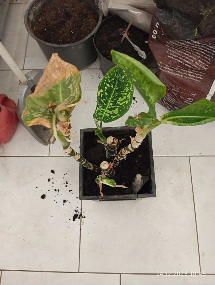 � ������������