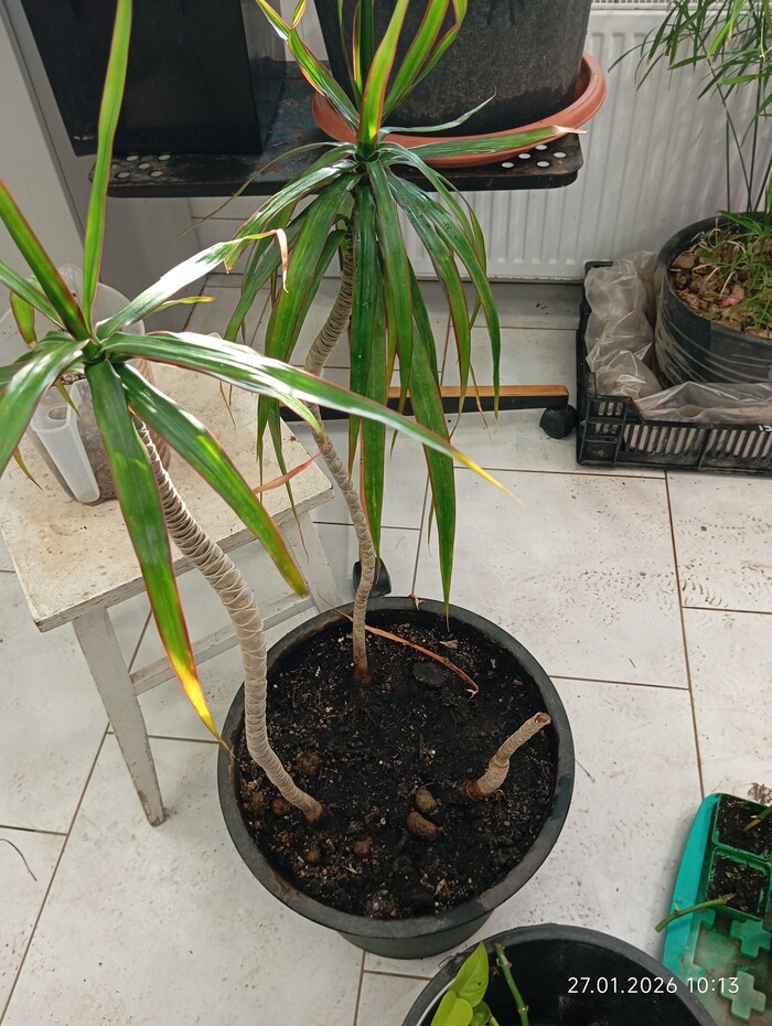 �������� ��� ��� � ��������