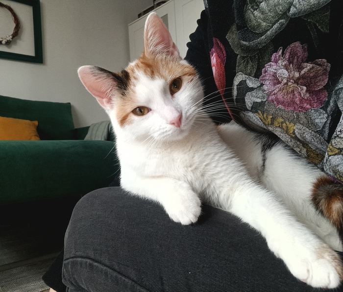 ��� ���������