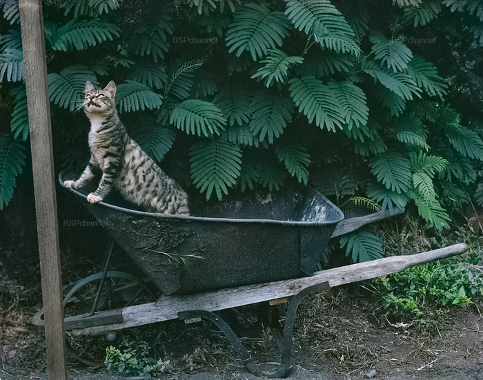 ��������: �������� �������