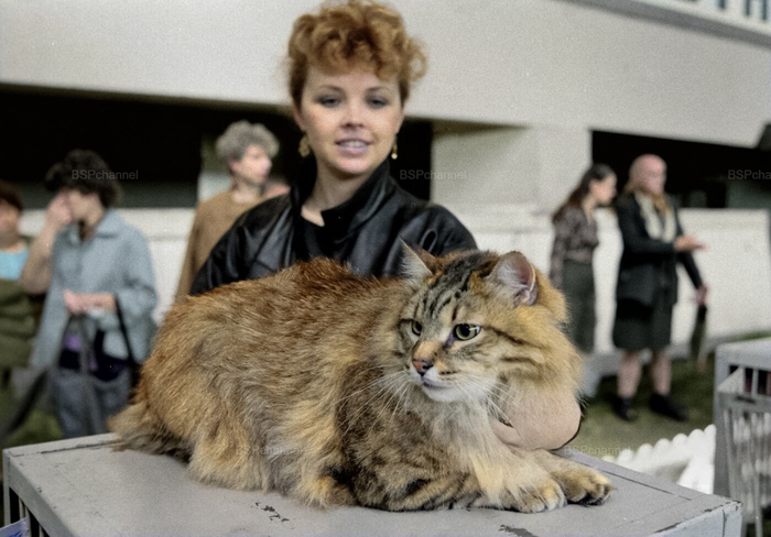 ��������: ���� �����������