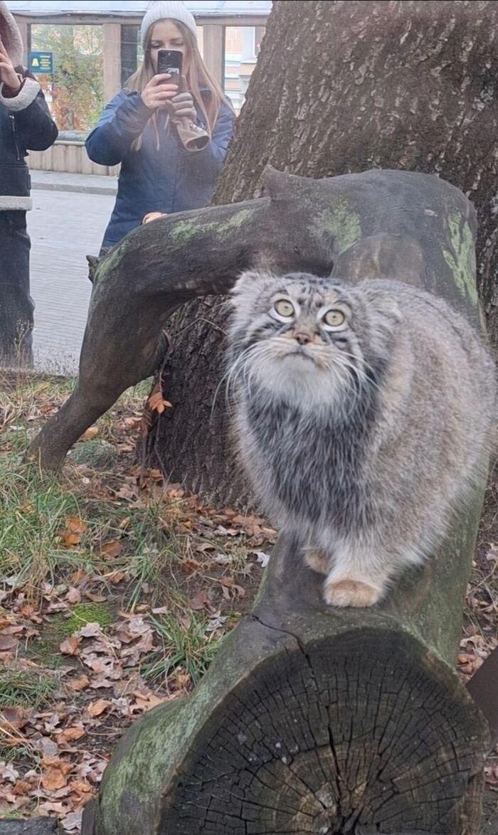 ���������� �����������