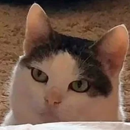 zhoppy