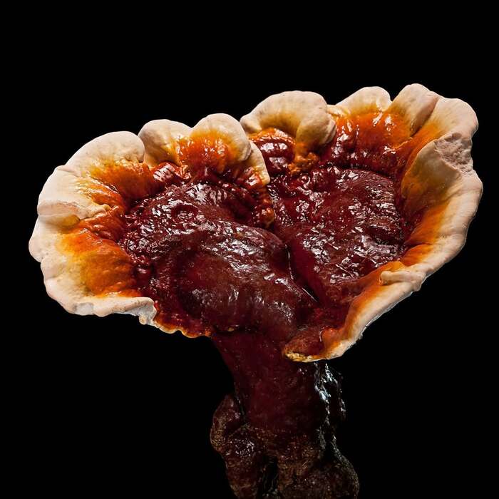 �������� ������������