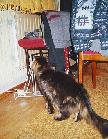 ������ ���� �� ��������, �� ����������?