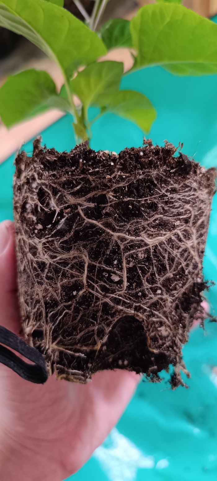 Monkey Killer ���� ���������� � ������� ��������, �������� ����� � �������)