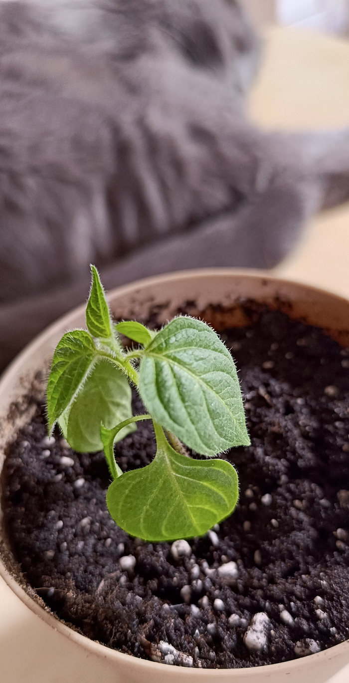 ���� ������� ��� ����� �� ������. � ��� ����� ���������� ���������� � ������� �������)