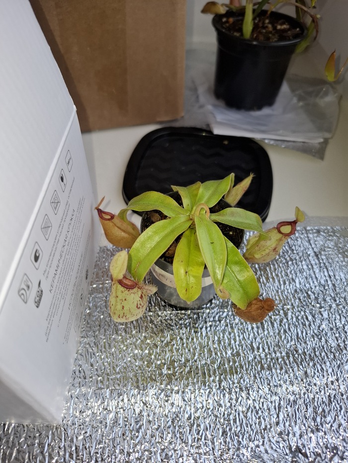 Вон тот что у чёрной крышки