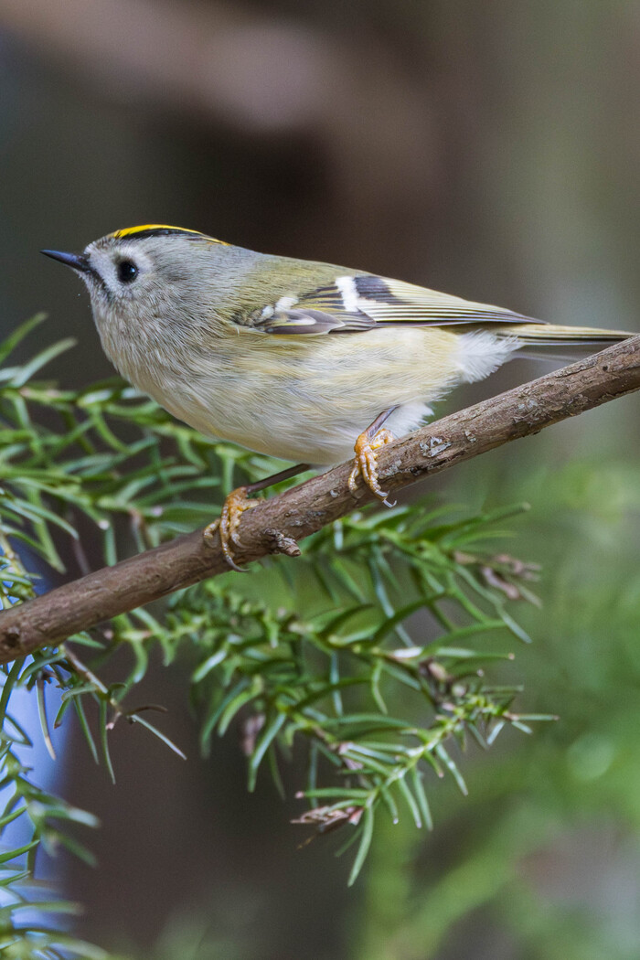 (���� �� ���� ��� ������� ��������)