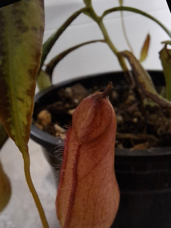 Непентес евстахия