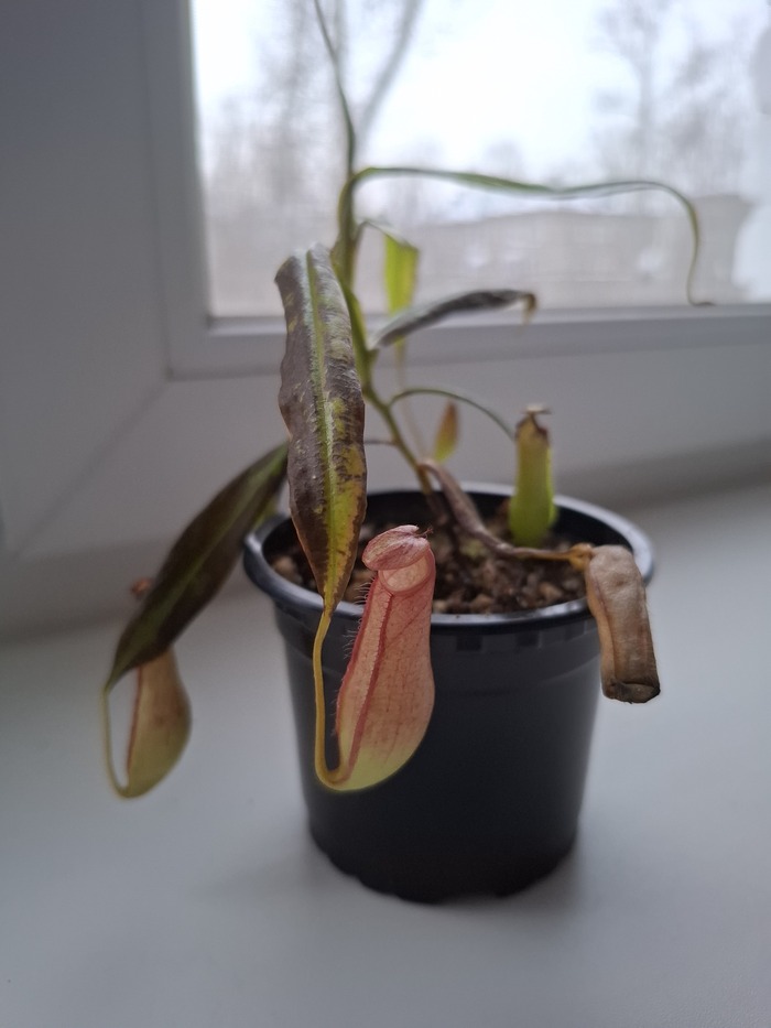 До полного раскрытия