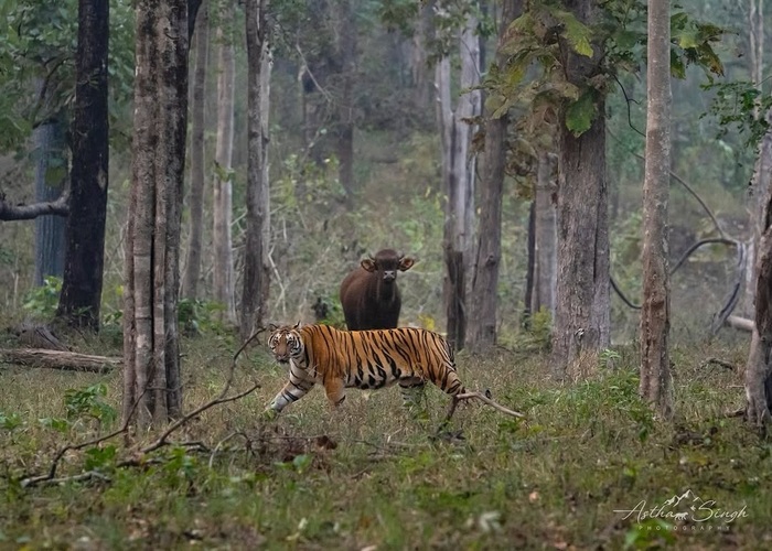 Выбор между буйволом и фотографом