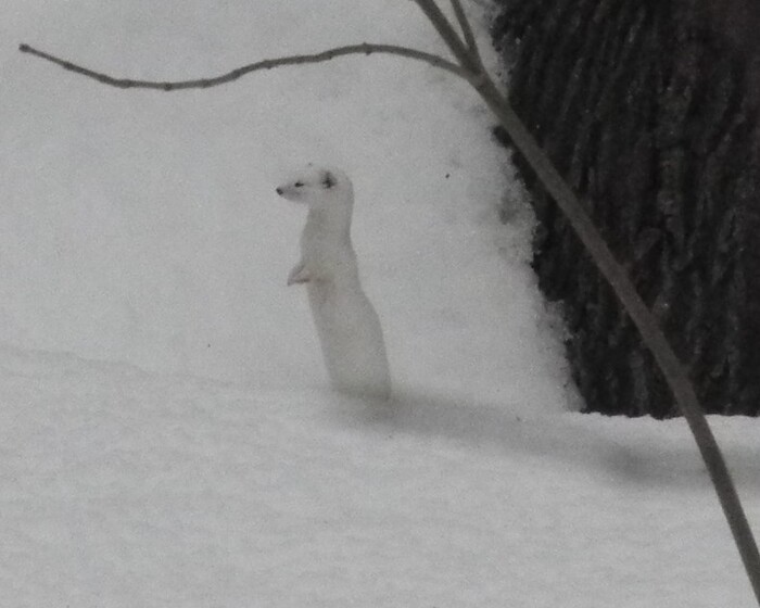 Ласка решает судьбу двуногих... Фотография сделана в Нижнем Новгороде