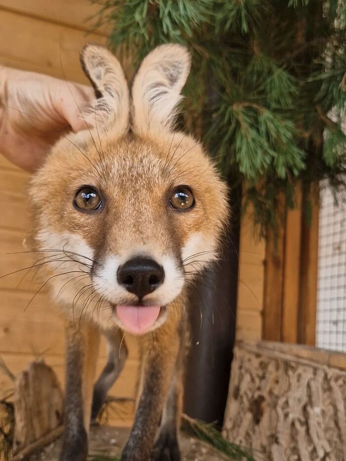 Лиса тоже вертолёт