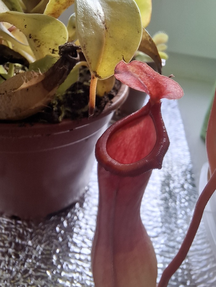 Вентрата 1 кувшин