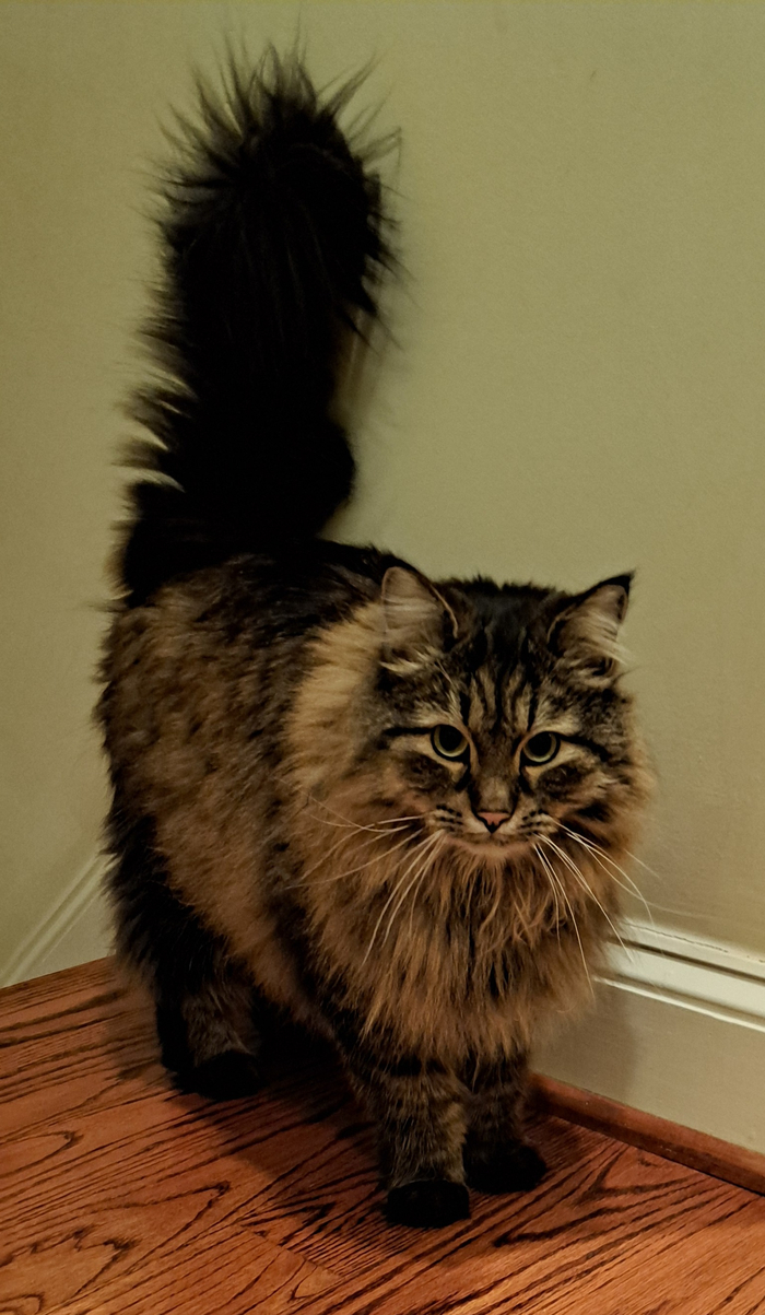 Затребованный почтеннейшей публикой Котъ Михайло Творимиричъ