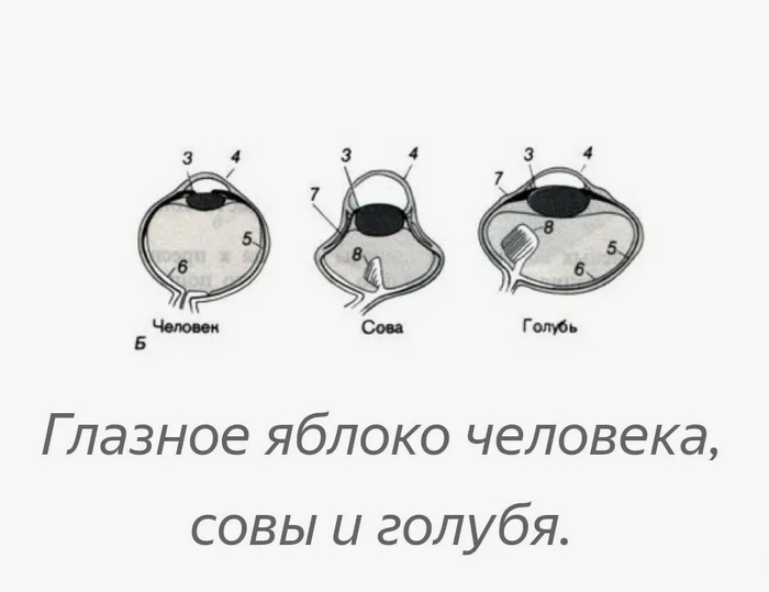 ����������� ������ ����, ���������� ������������� ������ �������, ����� ����� ����� �������� ������, ��� � ����.