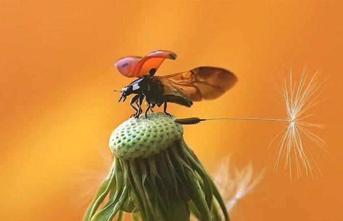 "Парашют для слабаков "