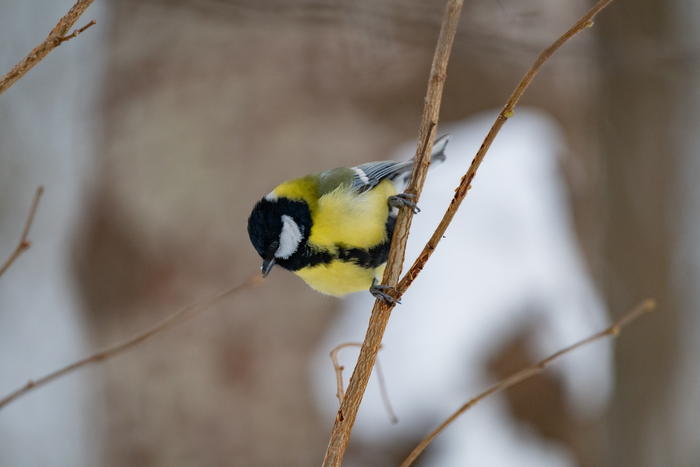 Пушистая синица