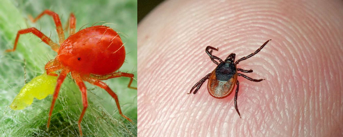 ������������ �������: ����� ���� ���������, ������ � ���������.