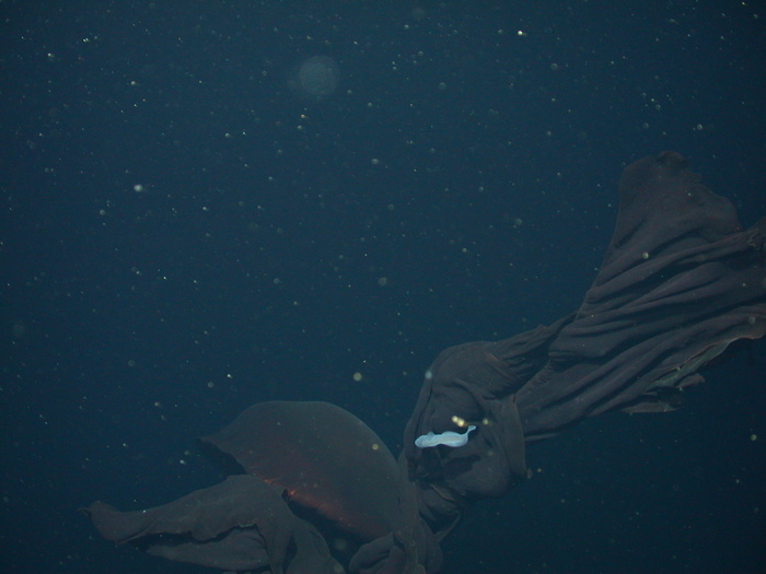 � <!--noindex--><a href="https://pikabu.ru/story/meduzafantom__10metrovyiy_prizrak_mirovogo_okeana_13698863?u=http%3A%2F%2Fmbari.org&t=mbari.org&h=9be029f5ca93f4373aa5153e8ae3cd9bd5459c53" title="http://mbari.org" target="_blank" rel="nofollow noopener">mbari.org</a><!--/noindex-->