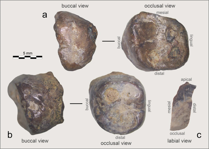 ���� �� ���� ��, ������ ������� ����������