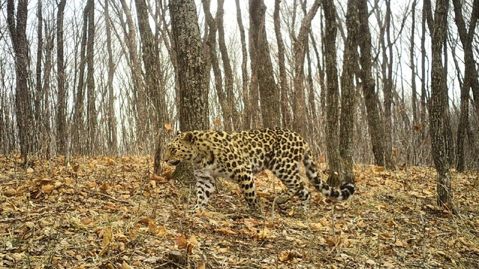 �������������� � ��������, ����������� � Leo 168F