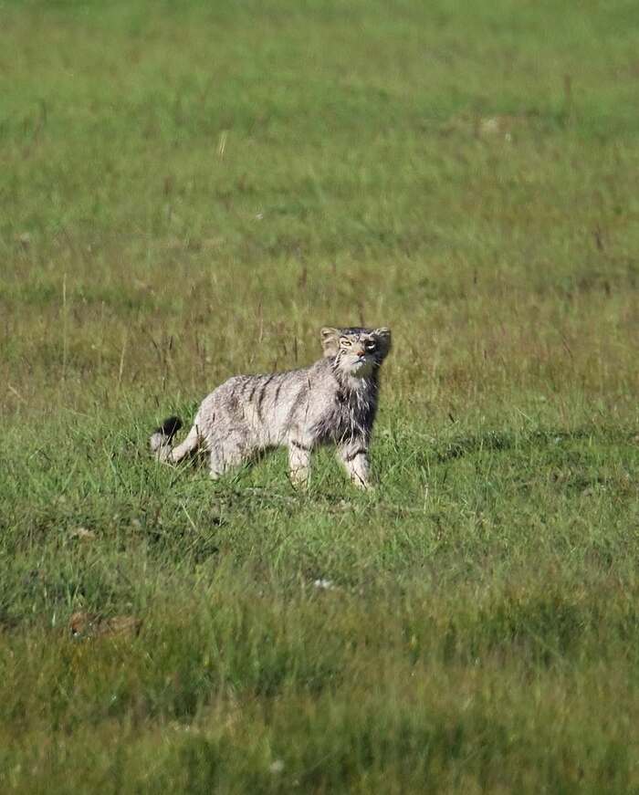 ����������� ������������������